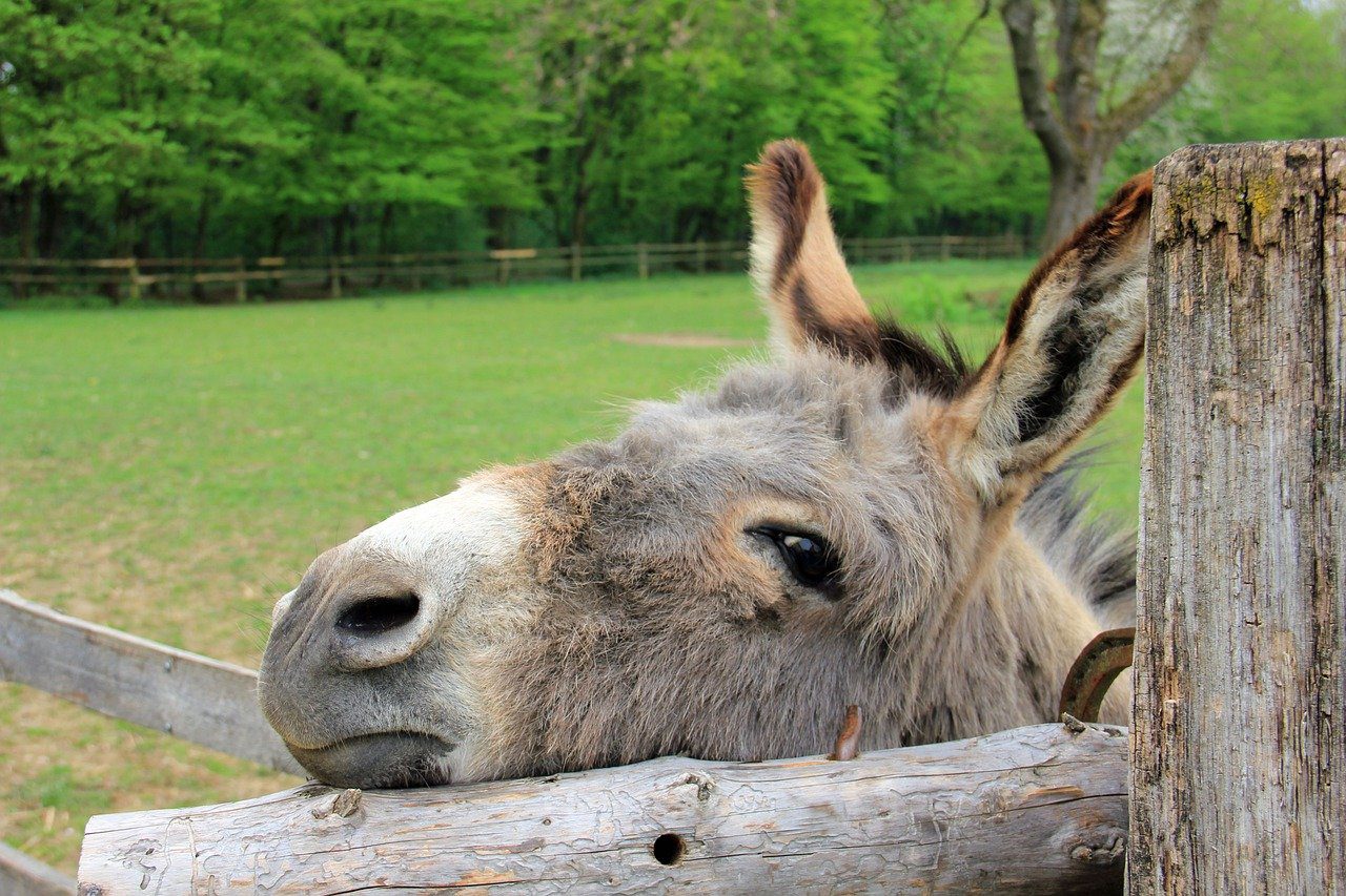 Donkey looking over a fence - it is free to visit the donkeys at Birmingham donkey sanctuary in the West Midlands