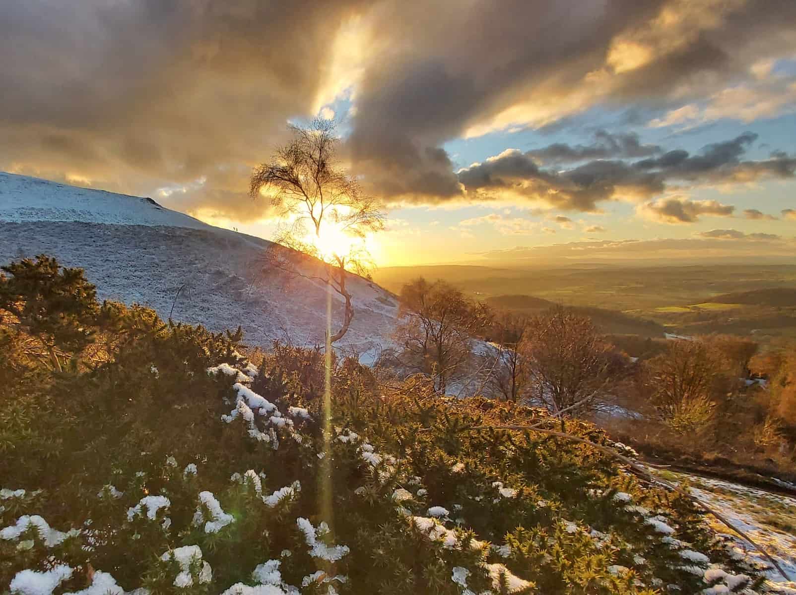 Snow covered bushes in the foreground with a winter tree in the centre and snowy hills in the background at sunset
