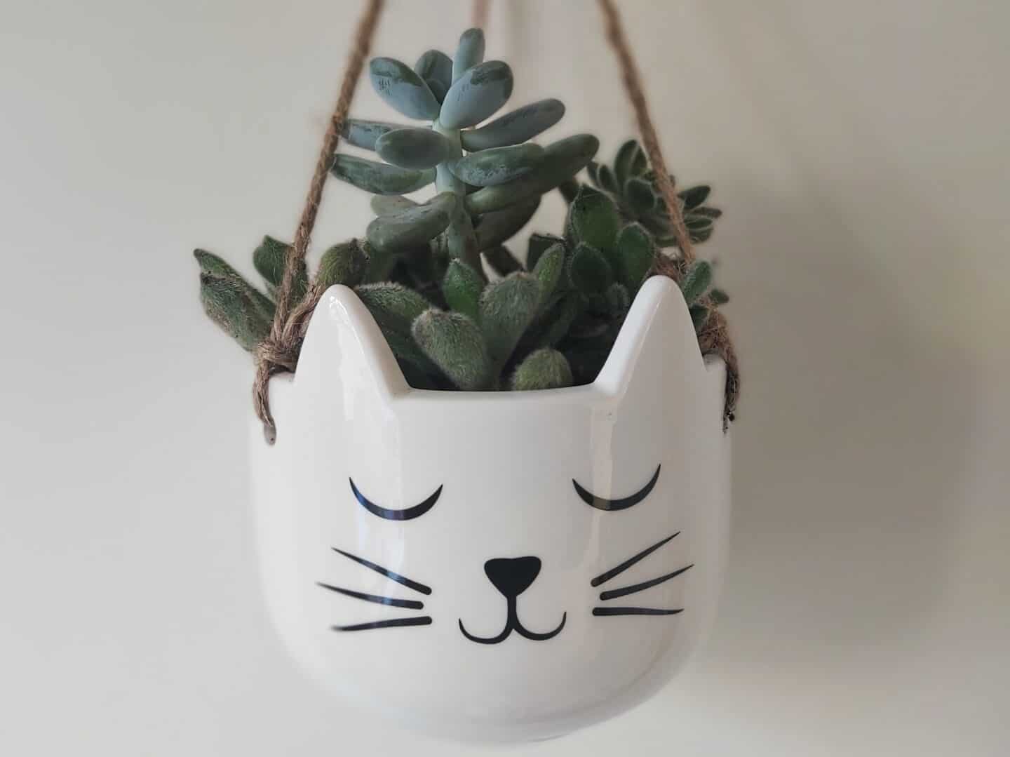 Cat head hanging plant pot containing green succulent plants