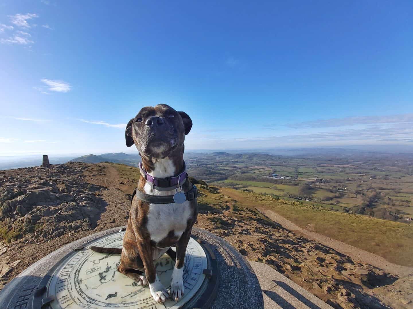 Friendly brindle staffie dog posing on top of the Worcestershire beacon on the map monument