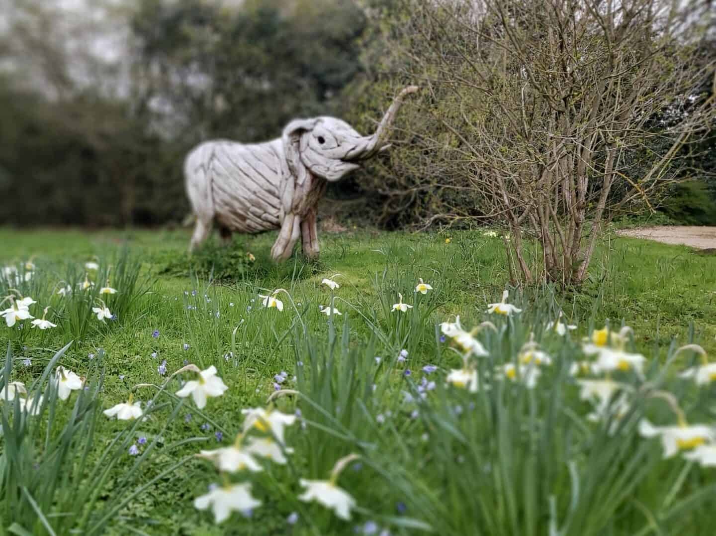 Daffodils in foreground with baby elephant sculpture behind