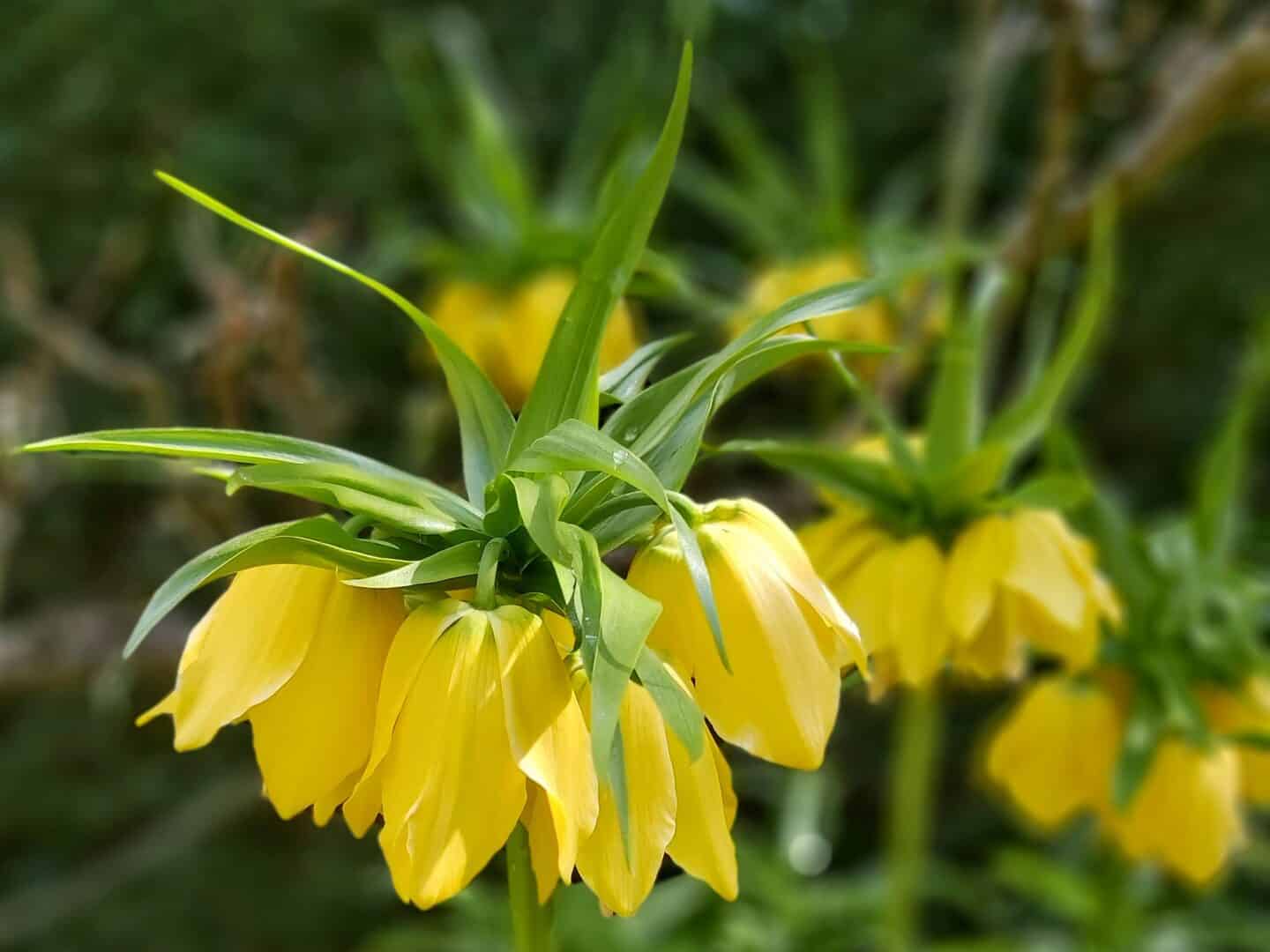 Yellow flowers in Sudeley Castle Gardens