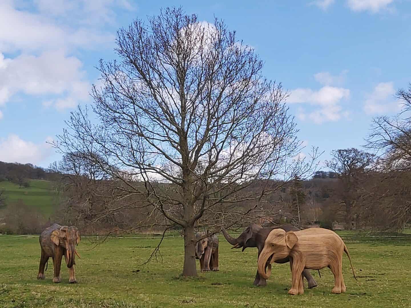 Elephants in the cotswold countryside