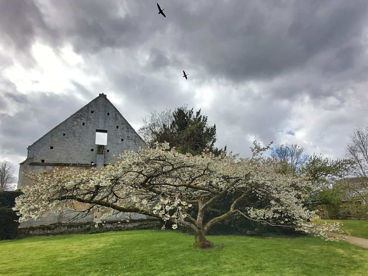 Dramatic skies behind a tree full of blossom with ducks flying overhead