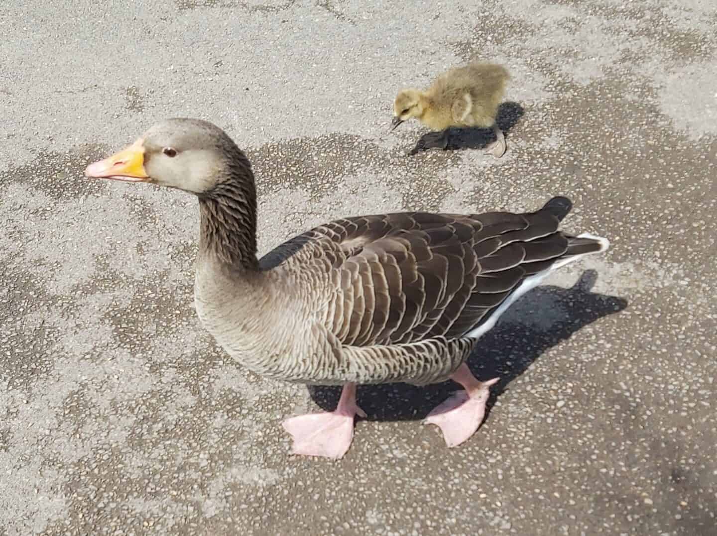 Mother goose and gosling walking along a pavement