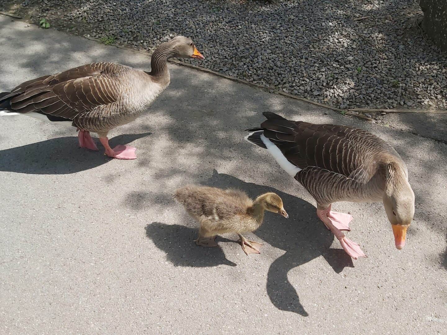 Two adult geese and a gosling