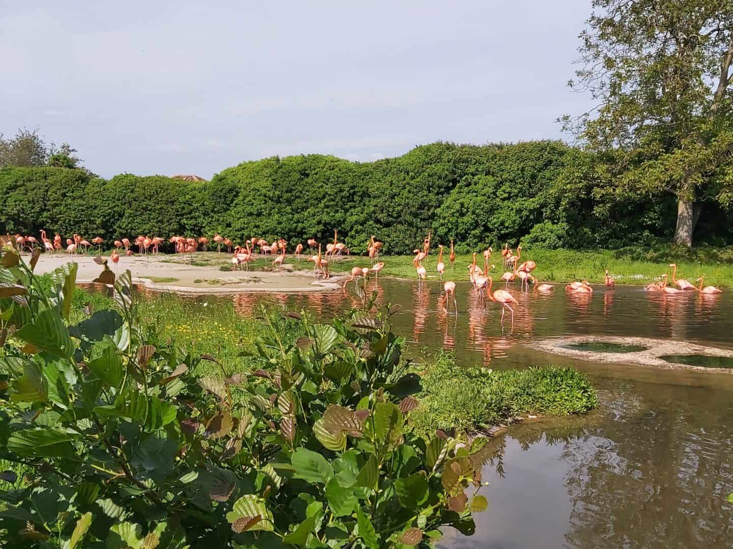 flamingoes at WWT Slimbridge where visitors can learn more about them on the Wetland Heroes app