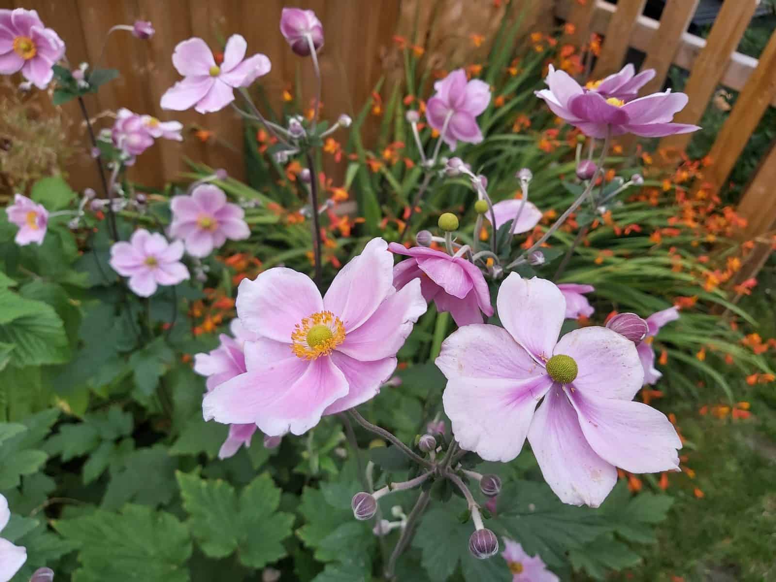 Japanese anemone in the garden by the fence