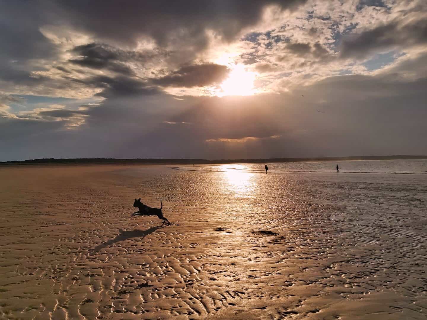 Silhouette of a dog jumping on the sand at sunset at Belhaven Bay beach. 