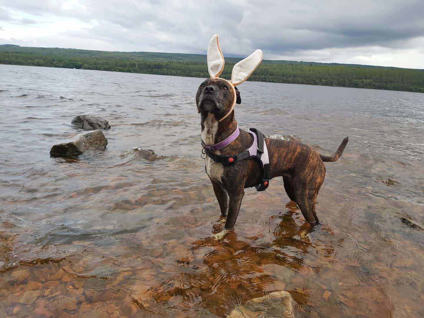 Dog standing in the shallow waters of Loch Ness wearing a purple harness and collar and a bunny ears hair band. Opposite bank of the Loch in background covered in dense forest.  