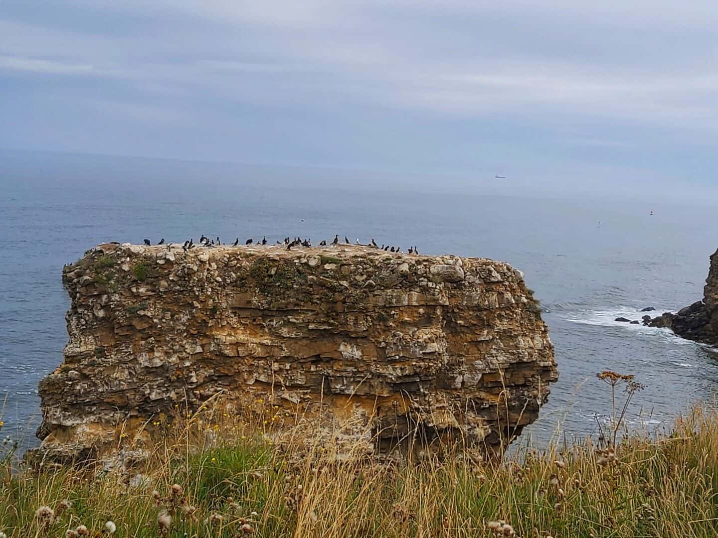 Birds nesting on a rock stack at the Leas.  