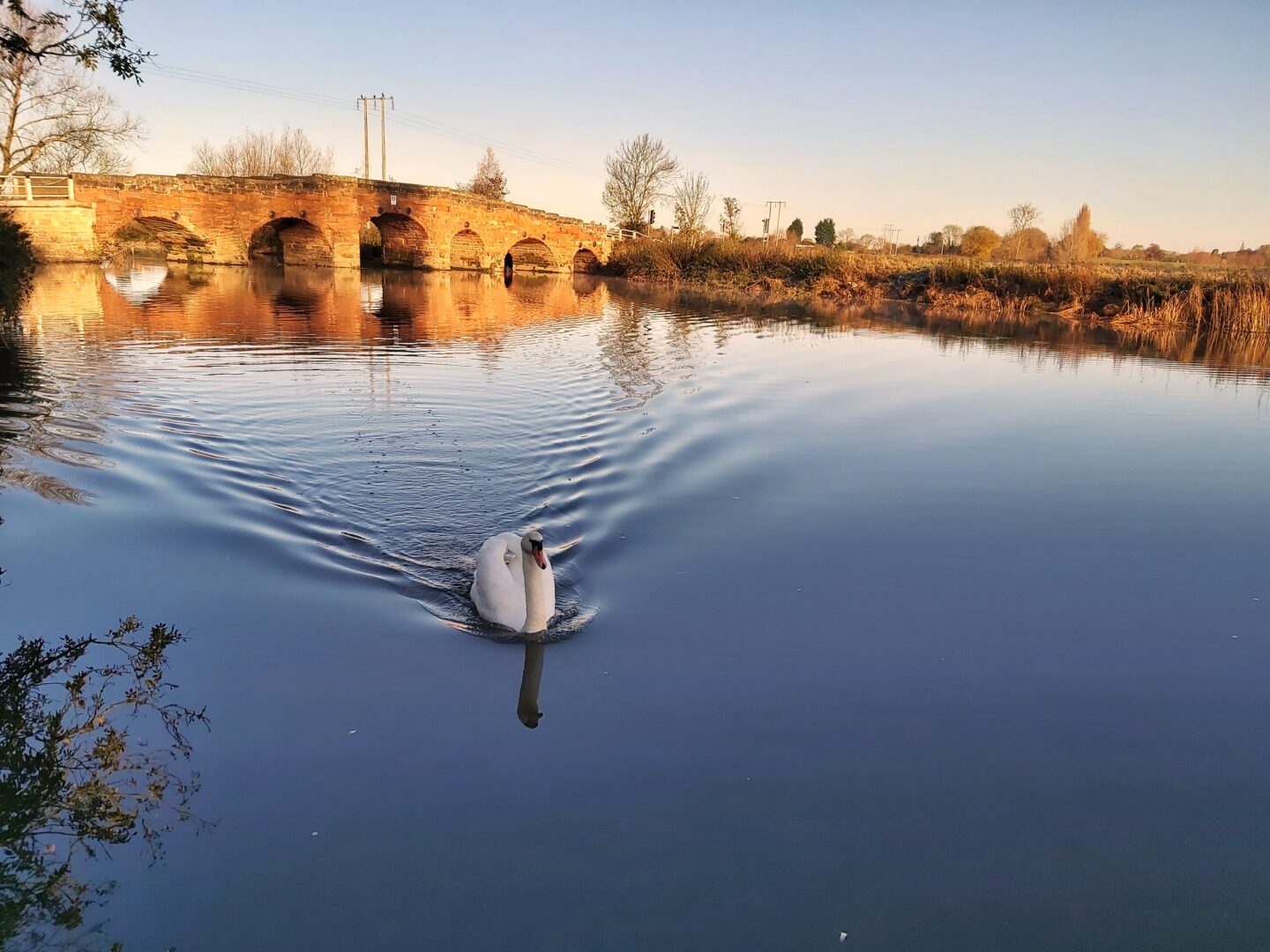 Swan swimming in river during winter with bridge in background