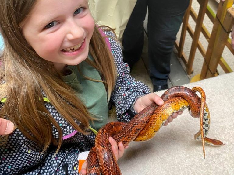 Girl holding a corn snake at Countrytastic at Three Counties Showground Malvern
