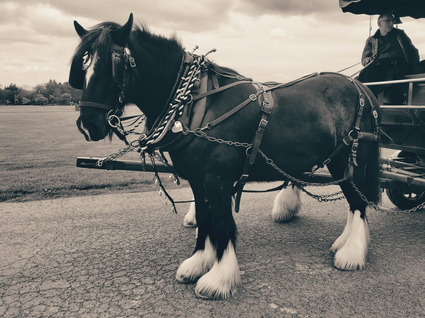 Horse and cart black and white image