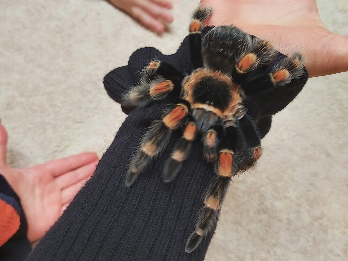 Tarantula on a black sleeve with hand in background
