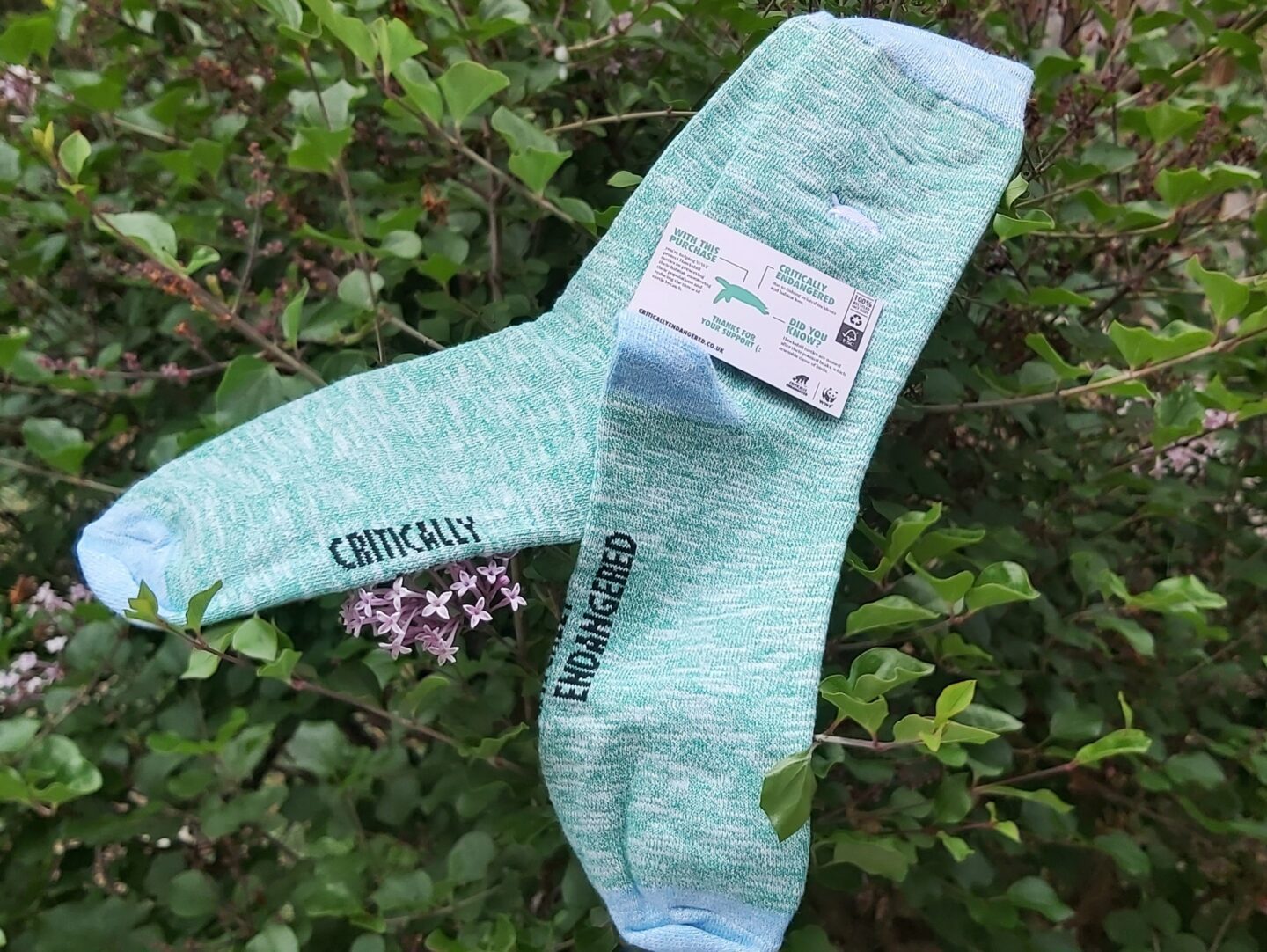 turquoise critically endangered socks displayed against green leaves and a few small purple flowers - these socks are suggested as gifts for hikers