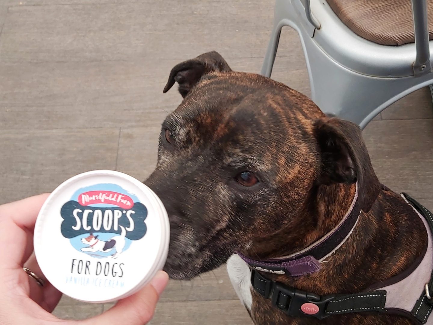 Brown brindle staffie with a doggy ice cream