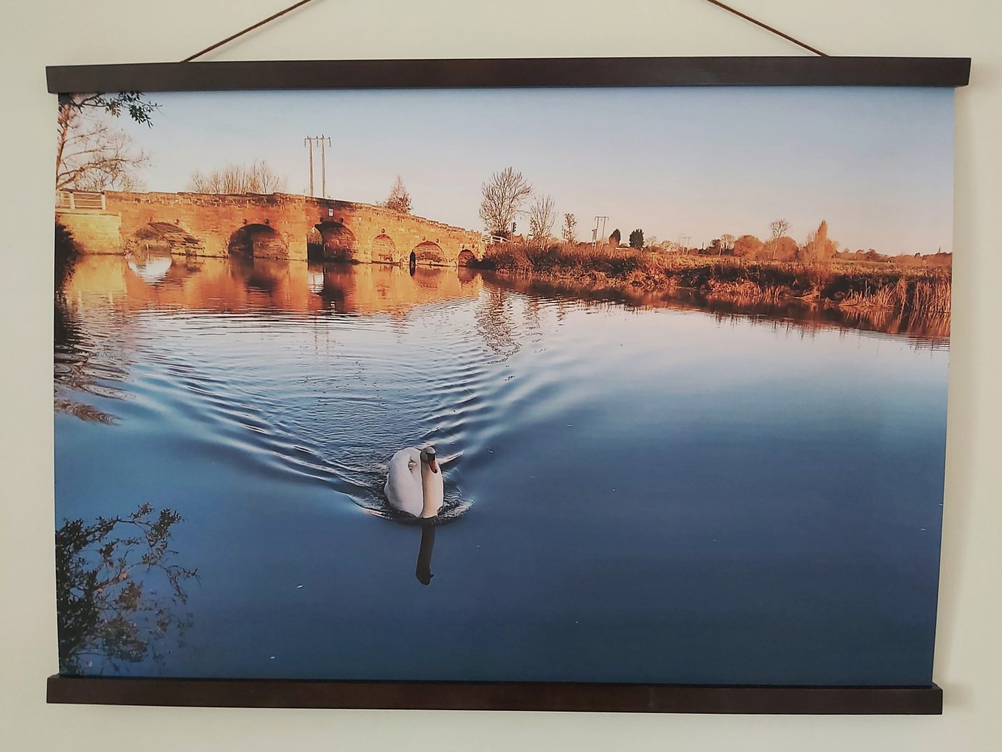 poster of a photograph of a swan swimming along a river with an old brick built bridge in the background