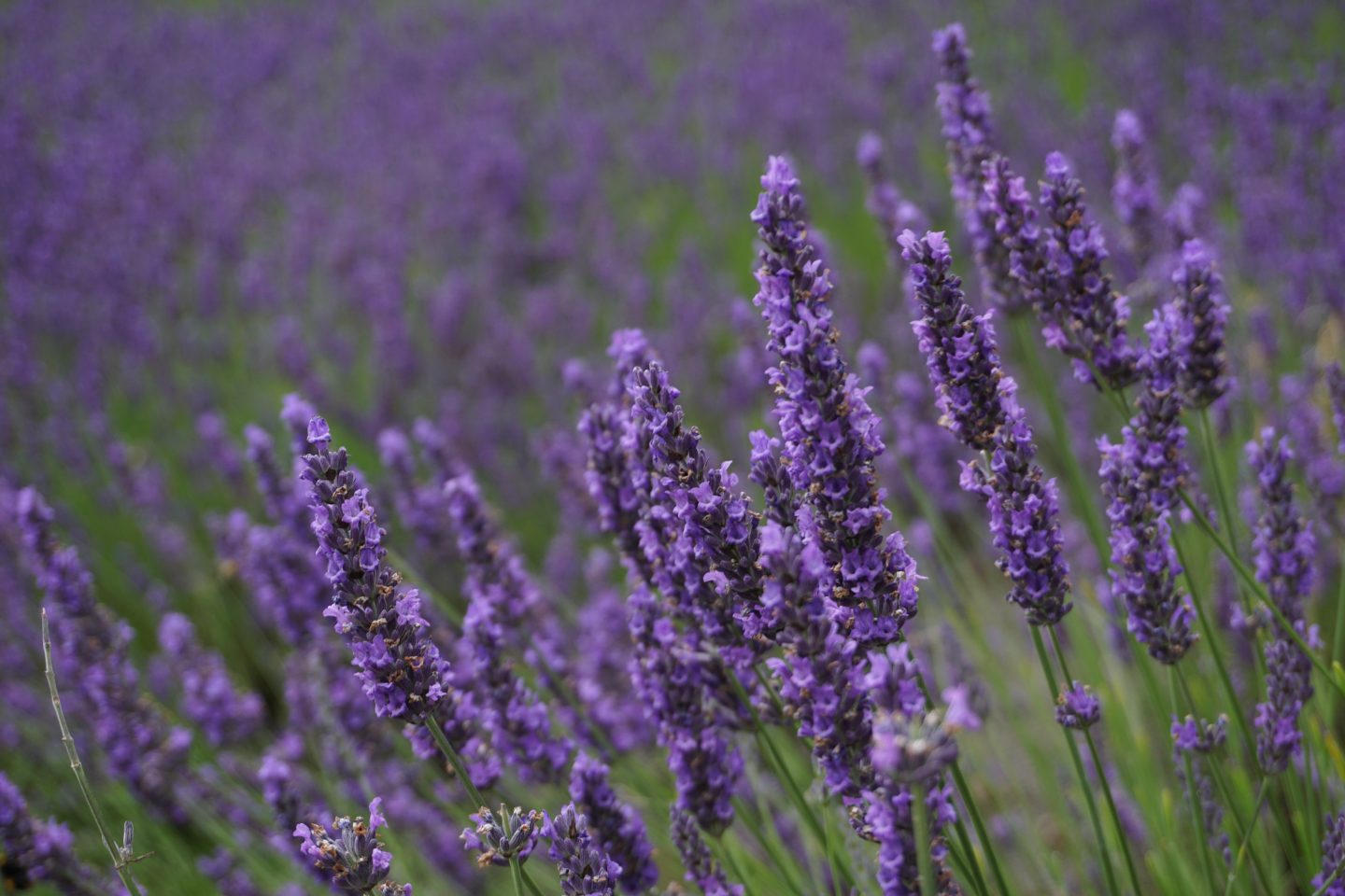 Lavender in foreground in focus with lavender in the distance out of focus