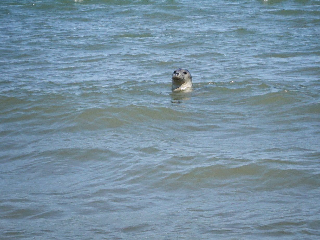 Seal popping its head above the water in the sea at Horsey Gap dog friendly beach near Great Yarmouth