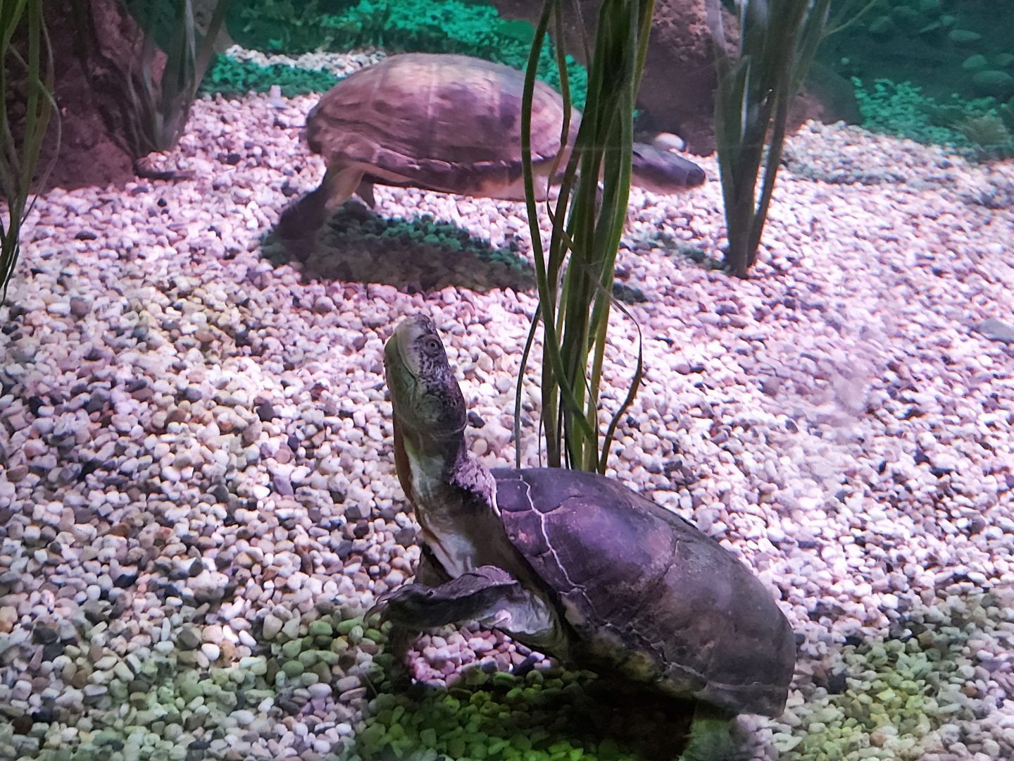 Turtles inside a tank in the Sea Life Centre Great Yarmouth