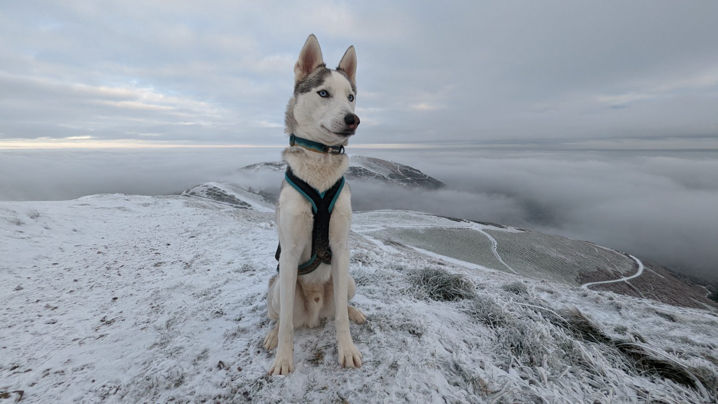Husky on Malvern Hills in Worcestershire above the clouds