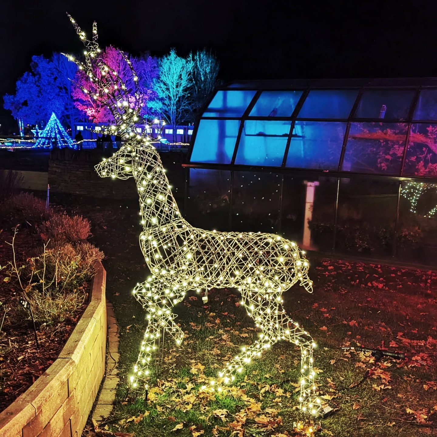 Deer made of lights on winter glow light trail 2024 in Malvern, Worcestershire