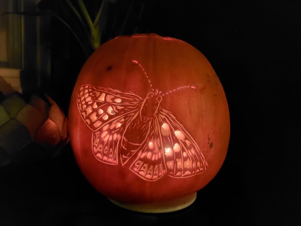 moth pumpkin - carved from a template from Butterfly Conservation that is a free idea for October half term