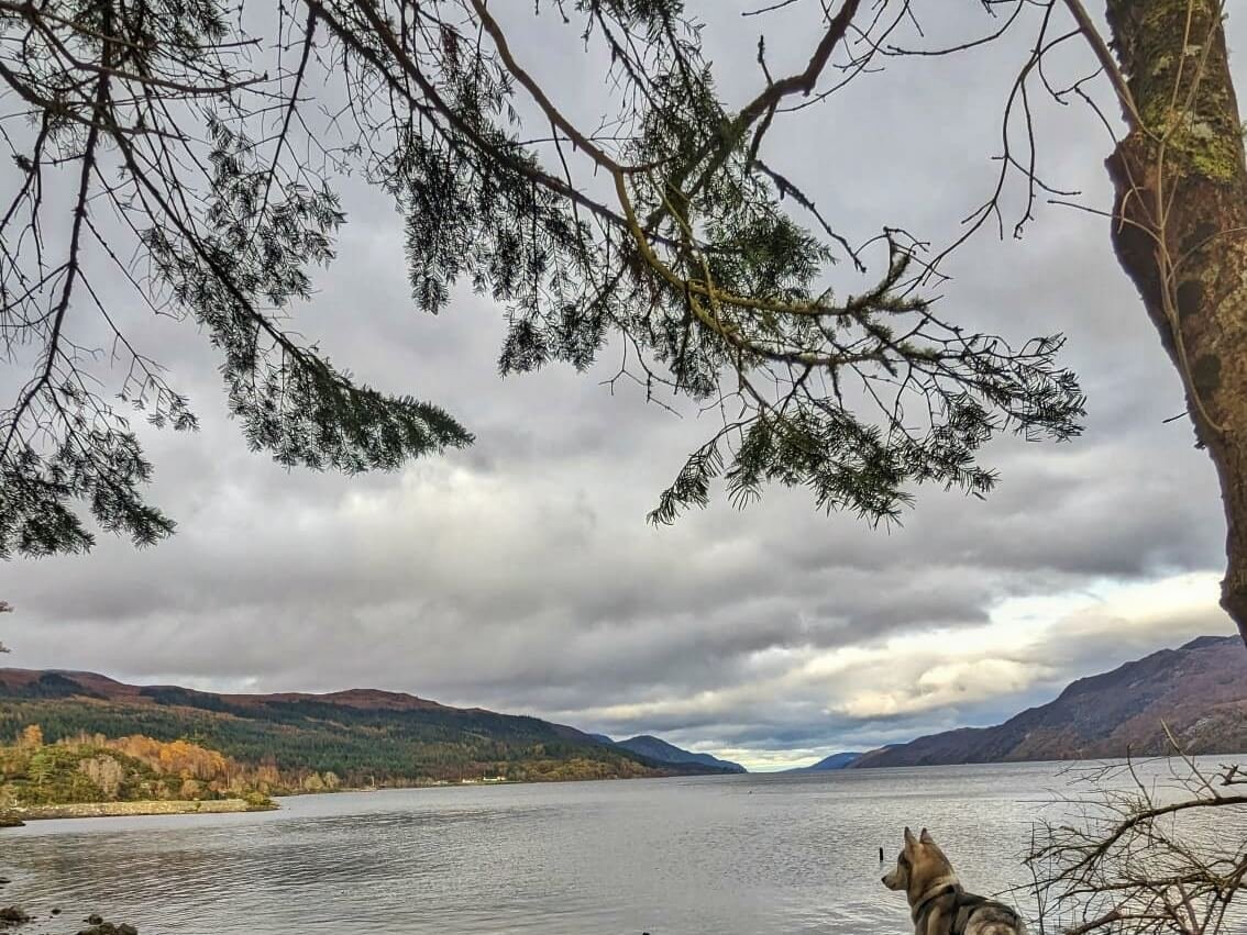 Husky looking out over Loch Ness from the banks below a tree