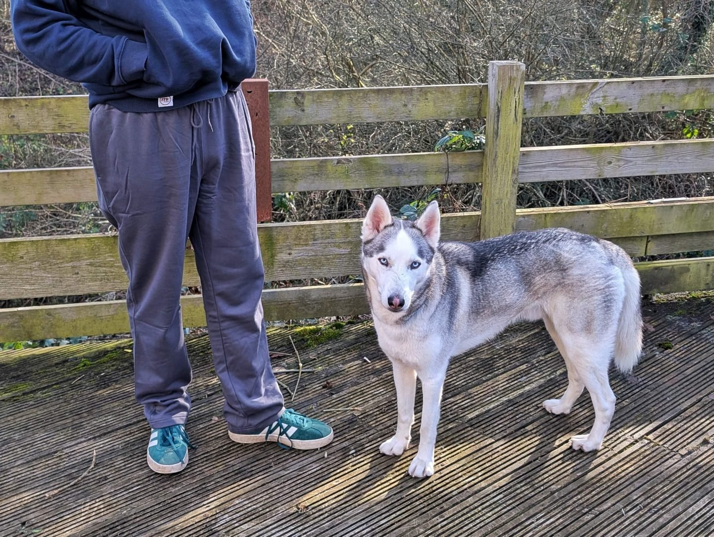 Man in grey joggers standing by an Alaskan Husky