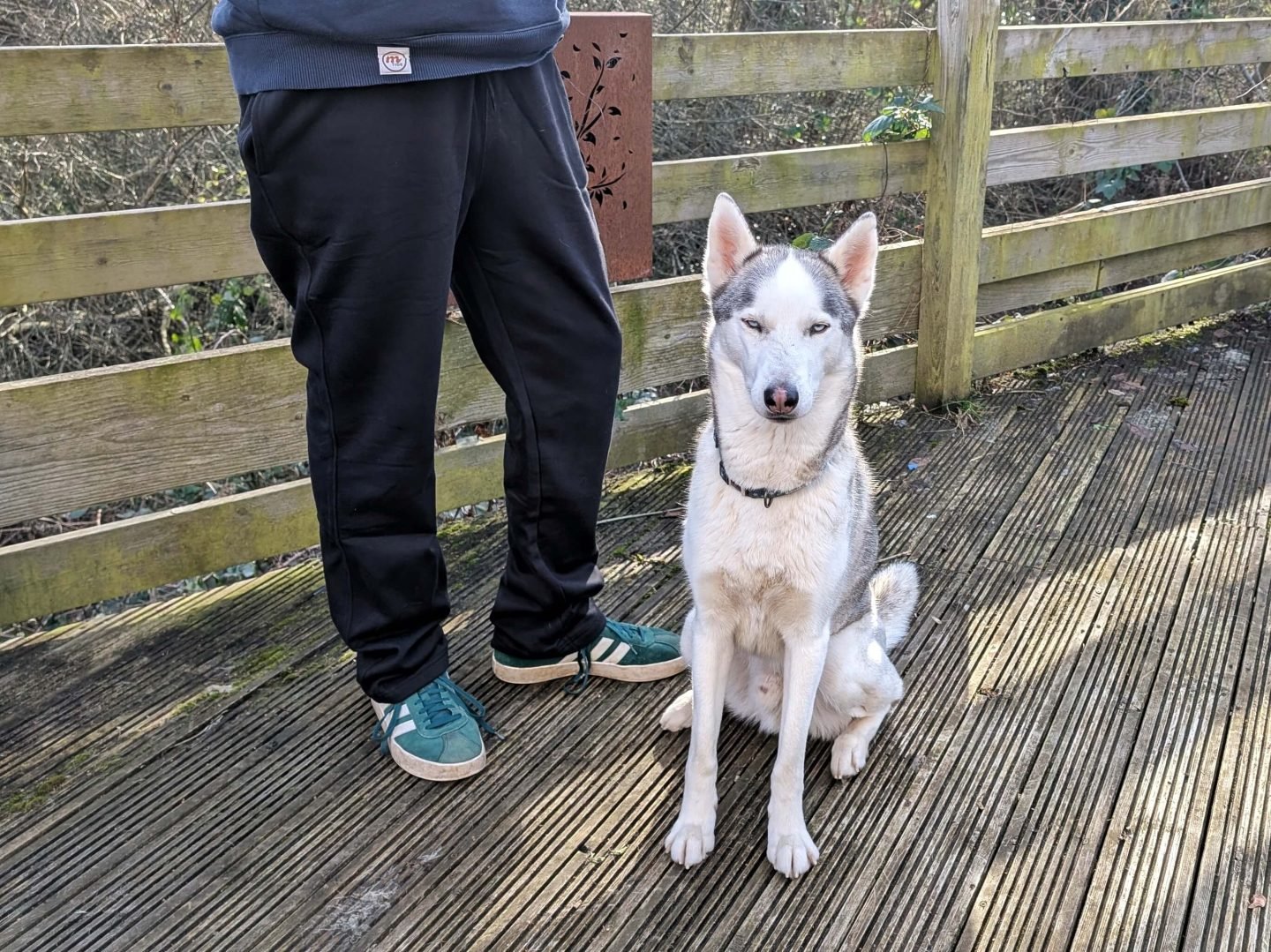 Man in black joggers standing by an Alaskan Husky