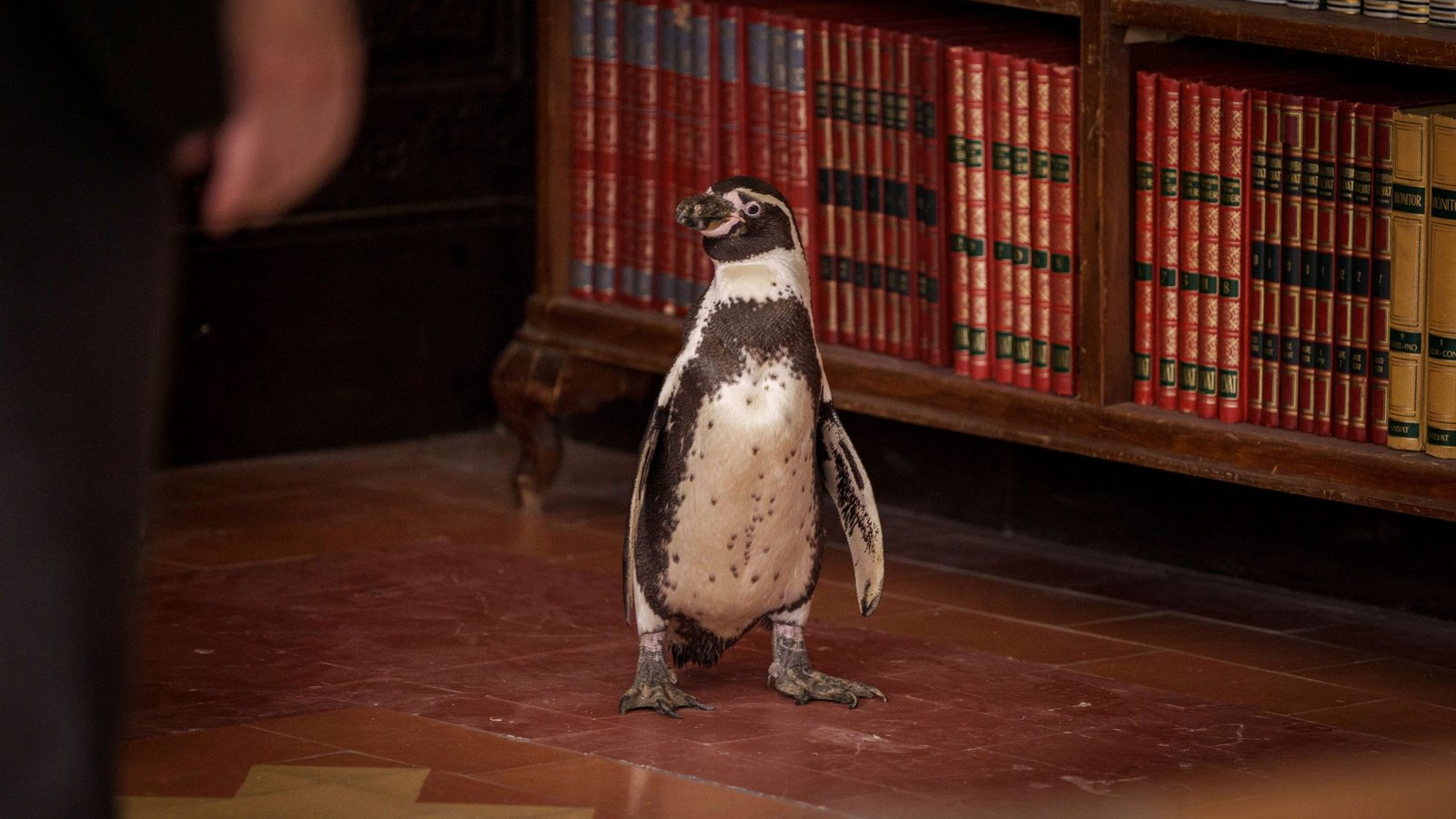 A penguin standing in a library from the film the Penguin Lessons