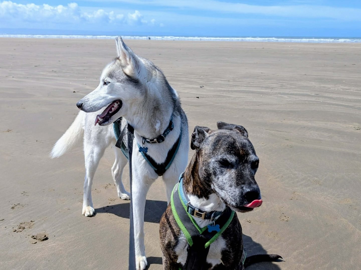 A black and white husky and a brown staffy with a grey face on Saunton Sands beach with sea in the background