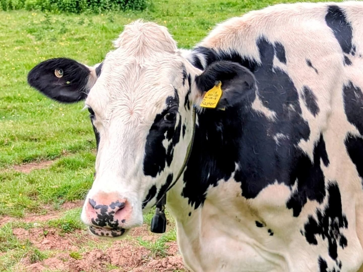 A black and white cow standing in a field at Billingsmoor Farm