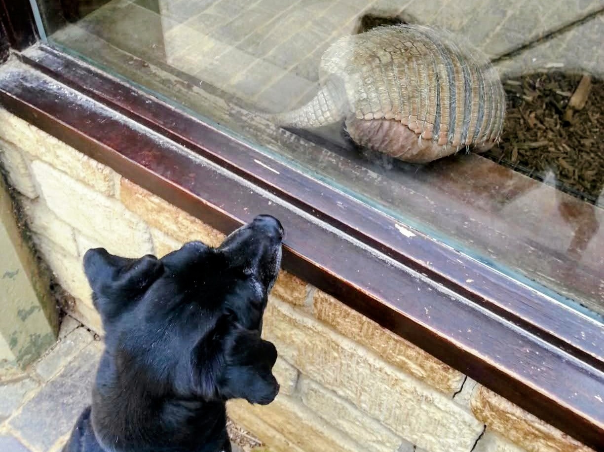 Dog looking at an armadillo at the dog friendly Cotswold Wildlife Park