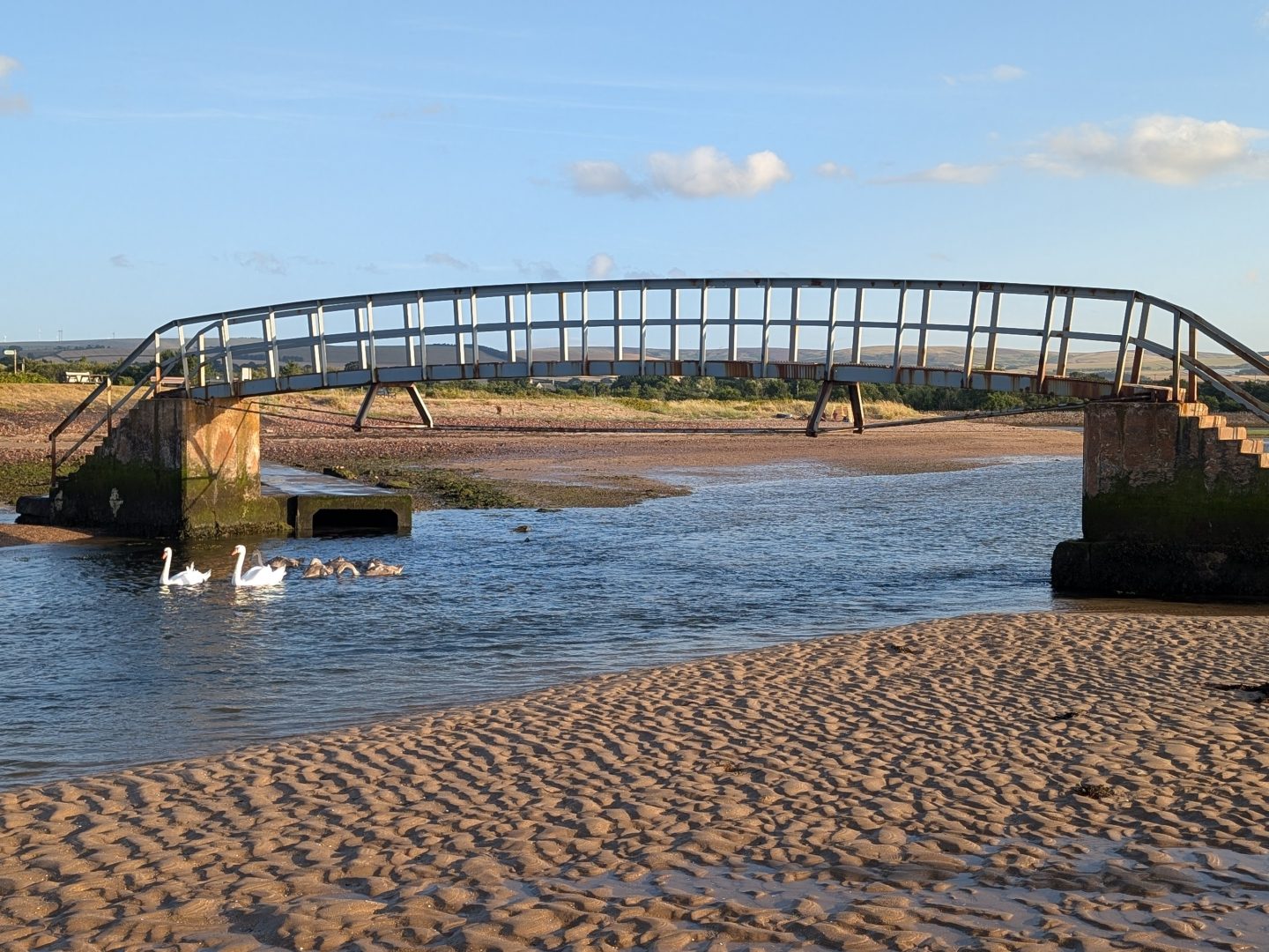 Family of swans swimming under the Bridge to Nowhere at Belhaven Bay in East Lothian