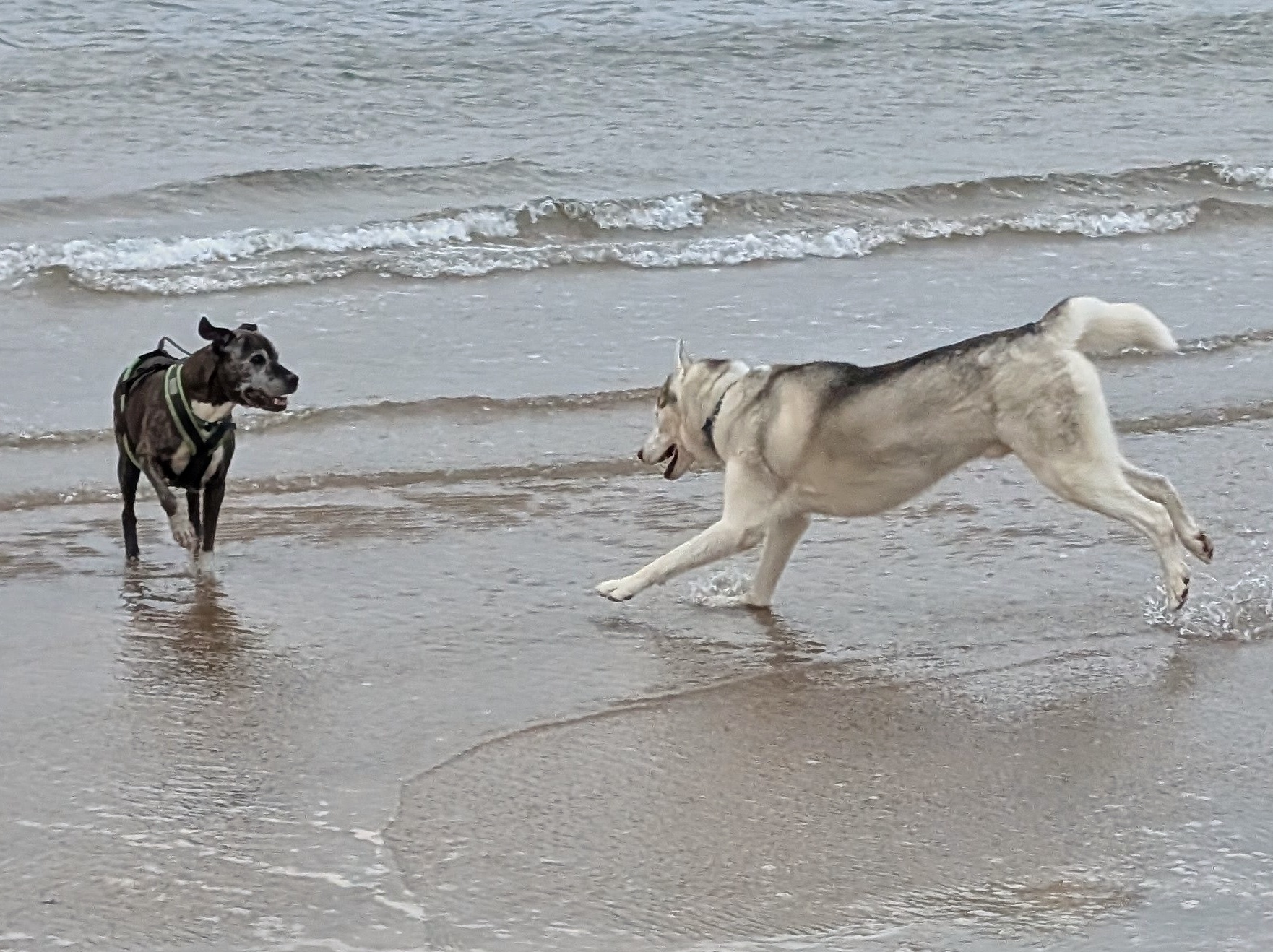 A husky and a staffy playing by the edge of the sea at dog friendly Belhaven Bay in East Lothian