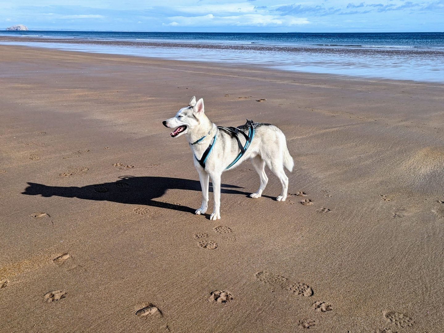 A husky standing on Belhaven Bay dog friendly beach in East Lothian