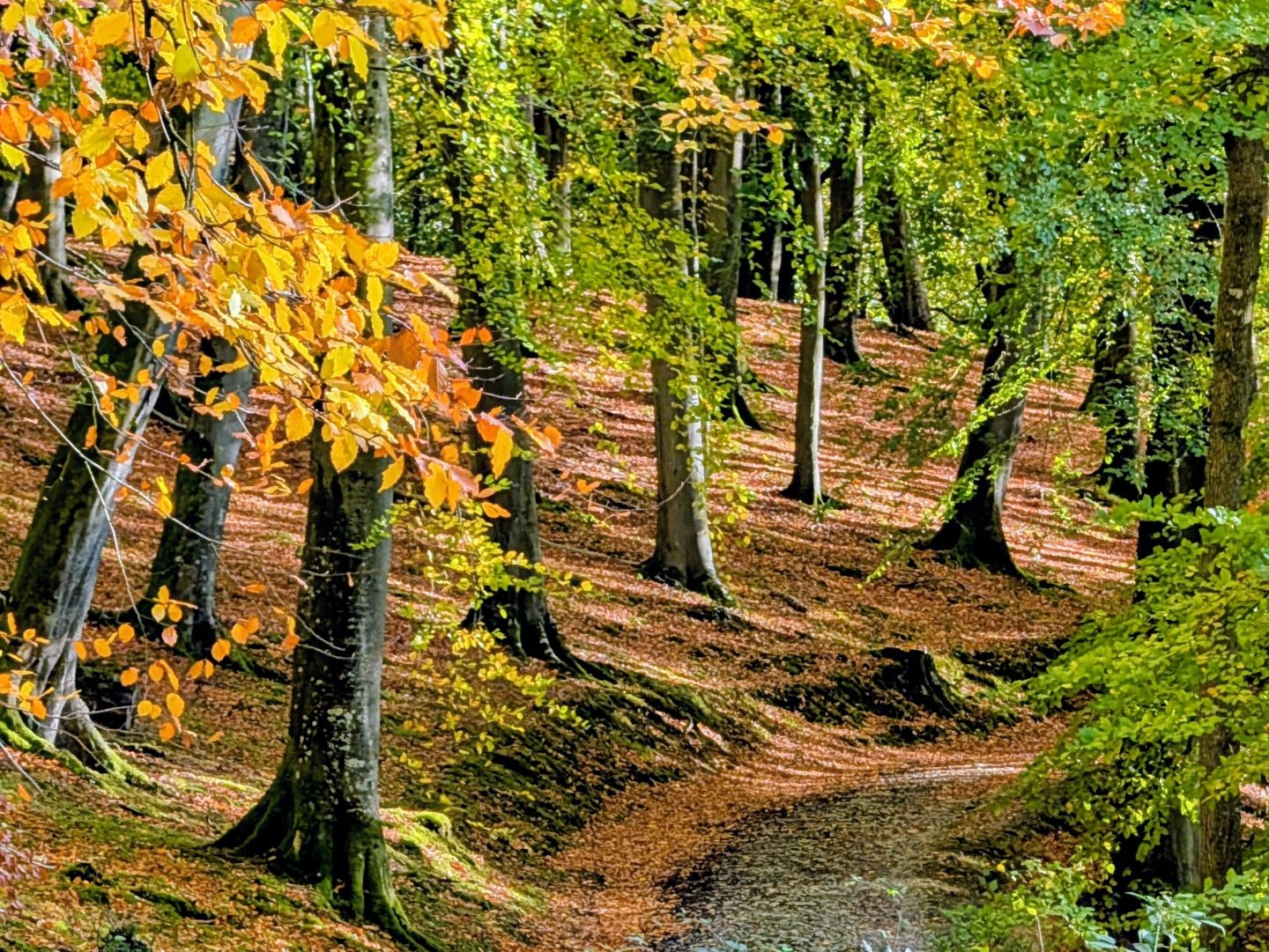Autumn dog walk on the estate by Croft Castle in Herefordshire with the leaves changing colour in autumn